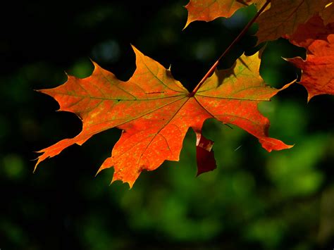 leaf pictures.